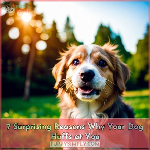 7 Surprising Reasons Why Your Dog Huffs at You