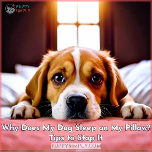 Why Does My Dog Sleep on My Pillow? Tips to Stop It