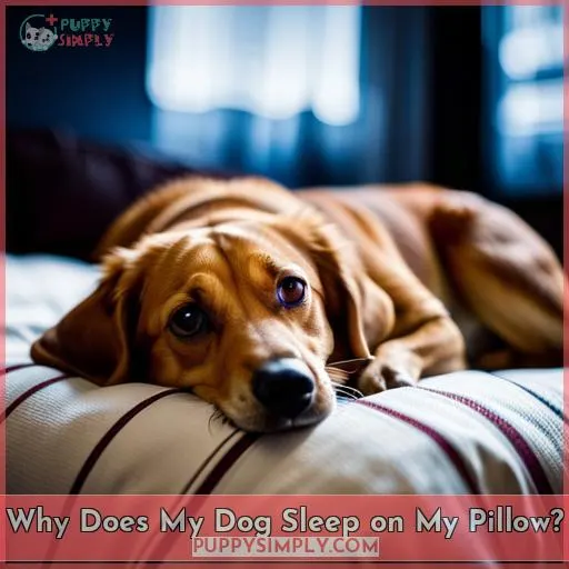 Why Does My Dog Sleep on My Pillow? Their Canine Instincts Explained