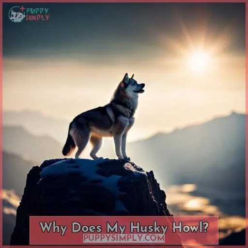 Why Does My Husky Howl?