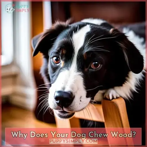 Why Does Your Dog Chew Wood
