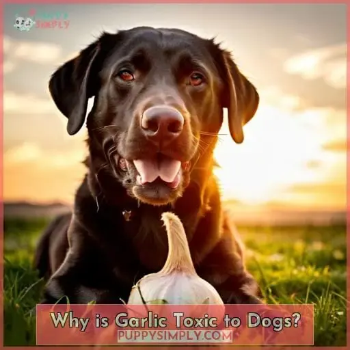 Why is Garlic Toxic to Dogs?