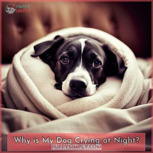 Why is My Dog Crying at Night?