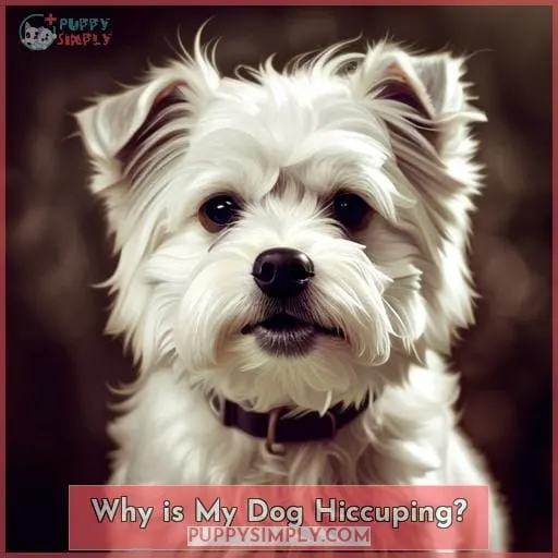 Why is My Dog Hiccuping?