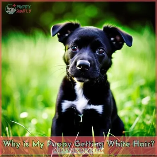 Why is My Puppy Getting White Hair?