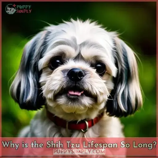 Why is the Shih Tzu Lifespan So Long?