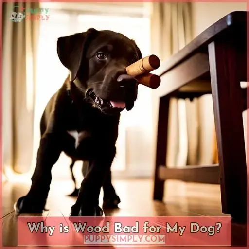 Why is Wood Bad for My Dog