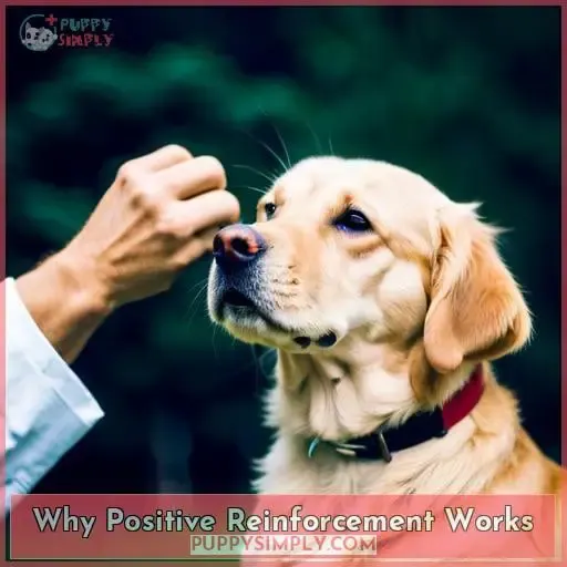 Why Positive Reinforcement Works