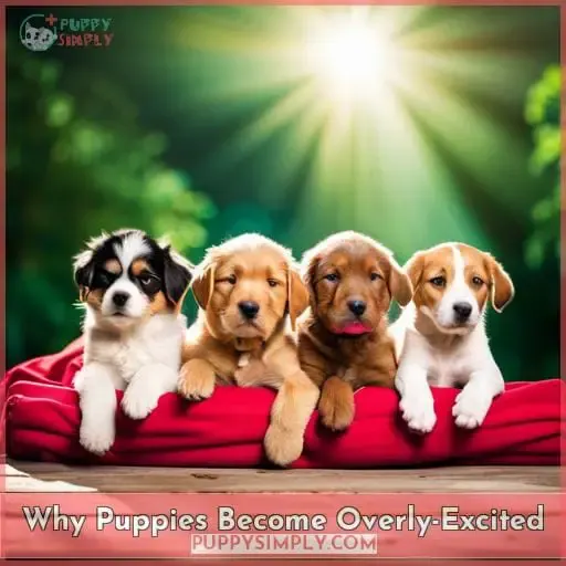 Why Puppies Become Overly-Excited