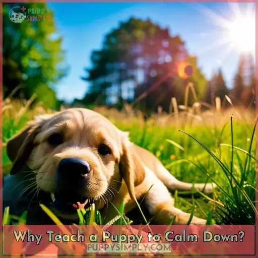 Why Teach a Puppy to Calm Down?