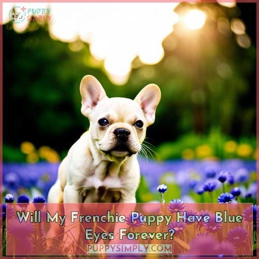 Will My Frenchie Puppy Have Blue Eyes Forever? Will My Frenchie Puppy Have Blue Eyes Forever?