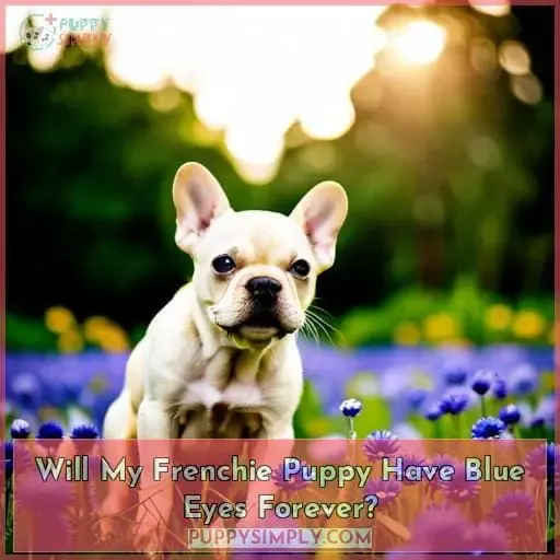 Will My Frenchie Puppy Have Blue Eyes Forever?