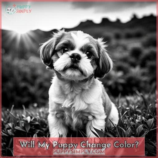 Black & White Shih Tzu Facts, Photos, & Temperament