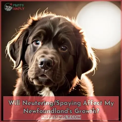 Will Neutering/Spaying Affect My Newfoundland
