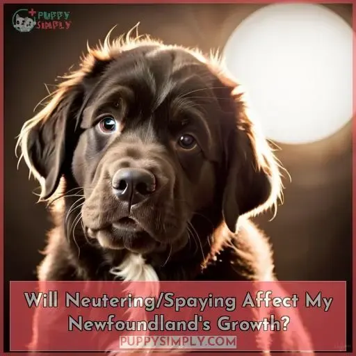 when should i neuter my newfoundland