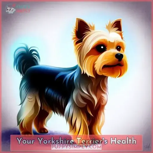 Your Yorkshire Terrier