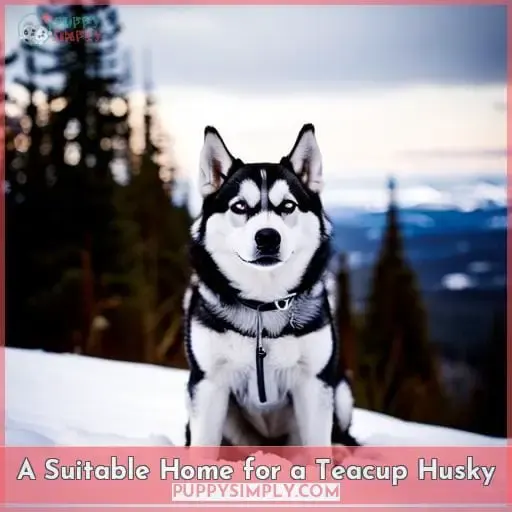 A Suitable Home for a Teacup Husky
