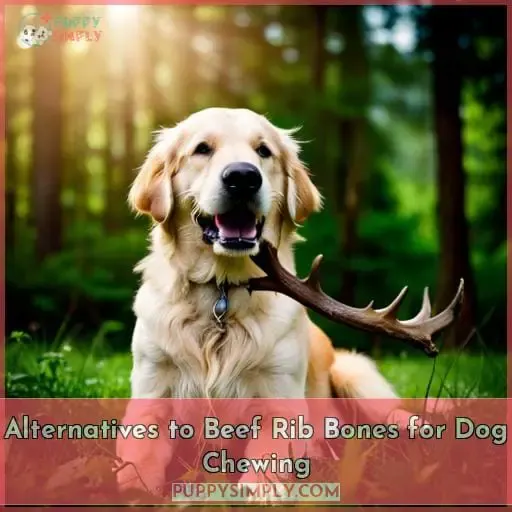 Alternatives to Beef Rib Bones for Dog Chewing