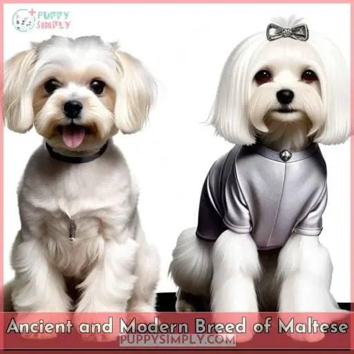 Ancient and Modern Breed of Maltese
