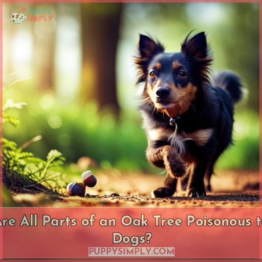 Are All Parts of an Oak Tree Poisonous to Dogs