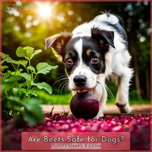 Are Beets Safe for Dogs