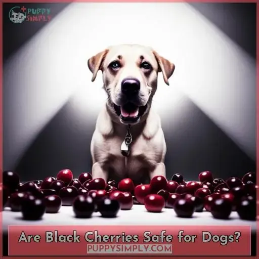 Are Black Cherries Safe for Dogs