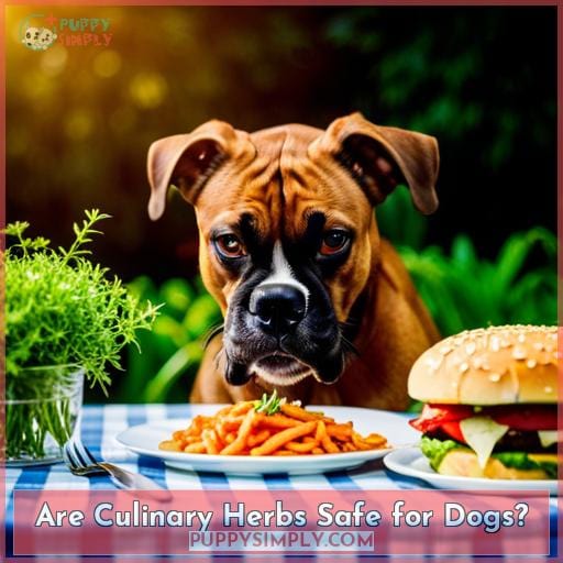 Are Culinary Herbs Safe for Dogs