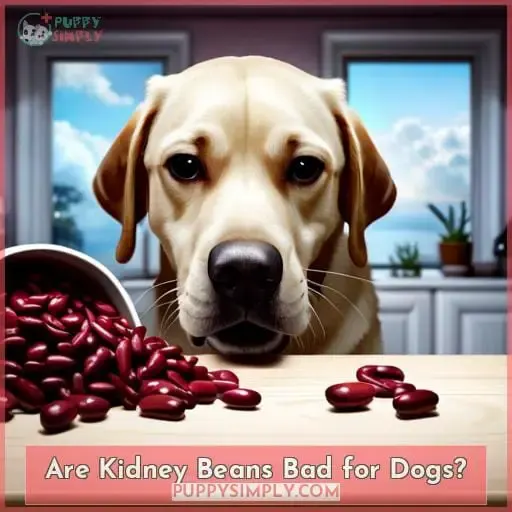 Are Kidney Beans Bad for Dogs