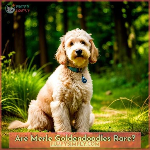 Are Merle Goldendoodles Rare