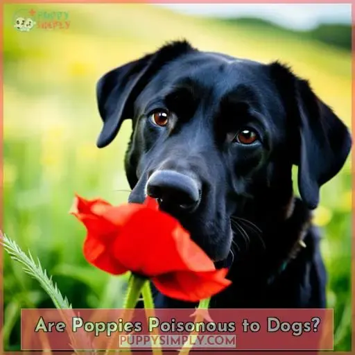 Are Poppies Poisonous to Dogs