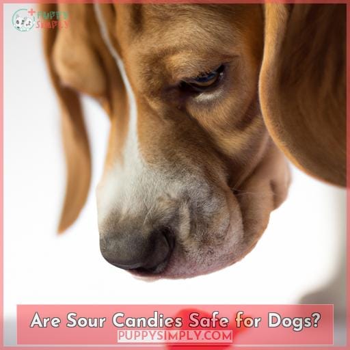 Are Sour Candies Safe for Dogs