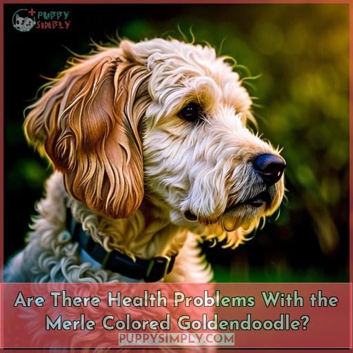 Are There Health Problems With the Merle Colored Goldendoodle