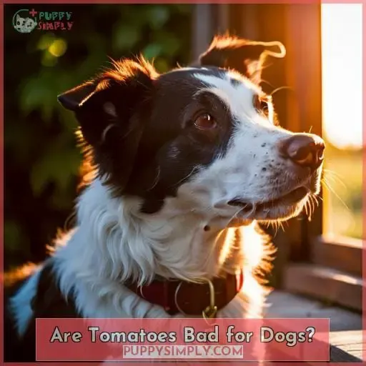 Are Tomatoes Bad for Dogs