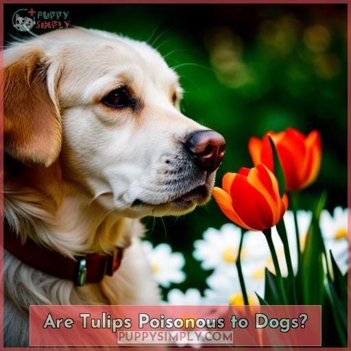 Are Tulips Poisonous to Dogs
