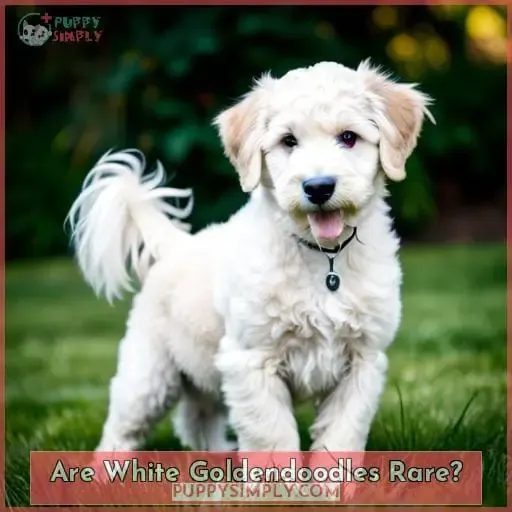 Are White Goldendoodles Rare