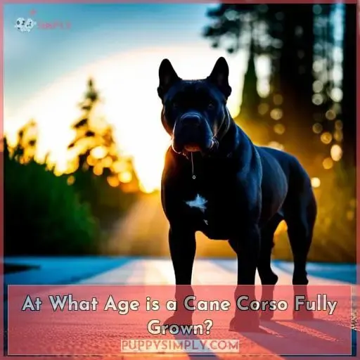 At What Age is a Cane Corso Fully Grown