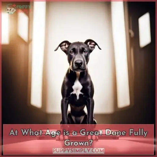 At What Age is a Great Dane Fully Grown