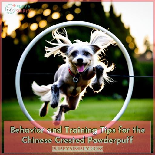 Behavior and Training Tips for the Chinese Crested Powderpuff