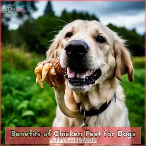 Benefits of Chicken Feet for Dogs