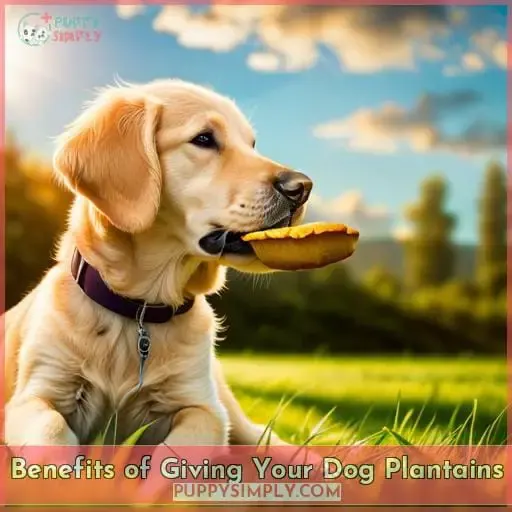 Benefits of Giving Your Dog Plantains