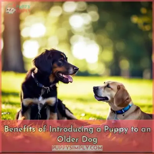 Benefits of Introducing a Puppy to an Older Dog