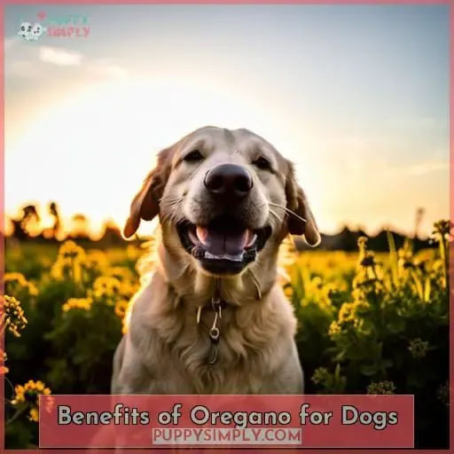 Benefits of Oregano for Dogs