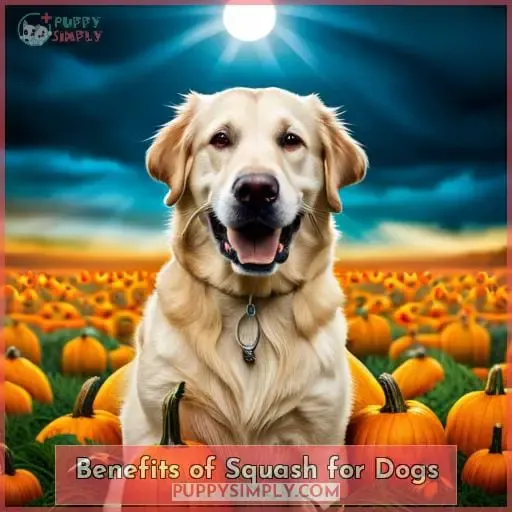 Benefits of Squash for Dogs
