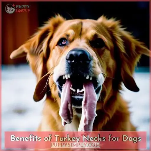 Benefits of Turkey Necks for Dogs