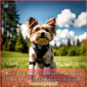 best dog boots for pets that drag their feet