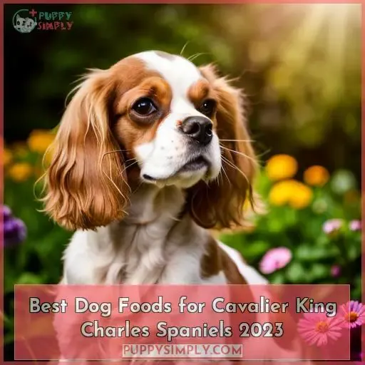 best dog food for cavaliers