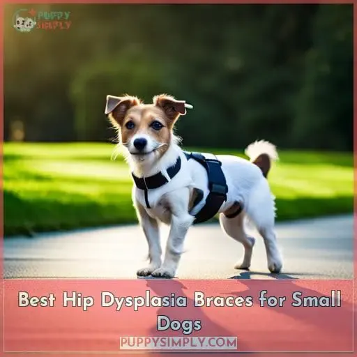 Best Hip Dysplasia Braces for Small Dogs