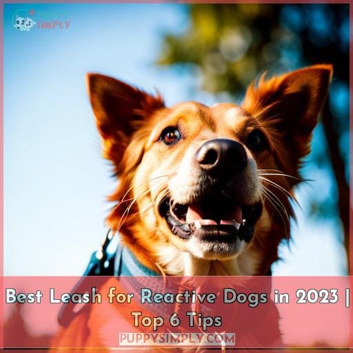 Best Leash for Reactive Dogs Conquer Leash Reactivity With the Right Gear