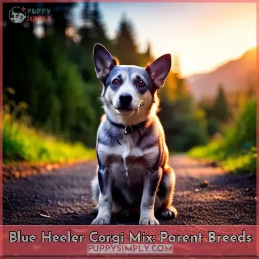Blue Heeler Corgi Mix: Parent Breeds