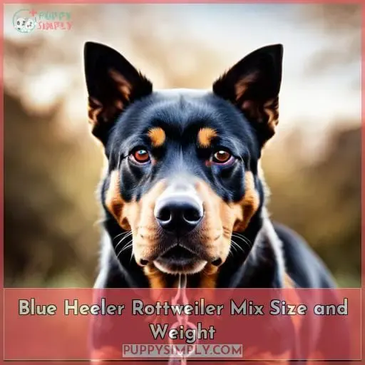 Blue Heeler Rottweiler Mix Size and Weight